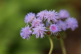 Ageratum Plant Easy To Care Annuals With Unique Beautiful Flowers Gardening Tips Plants Care Plants Details