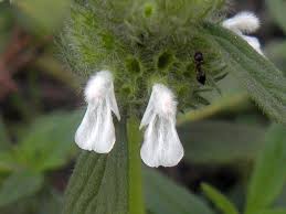 Image result for Leucas