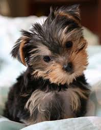 Pin By Kit Hawk On Puppies Yorkie Puppy Puppies Dog Breeds