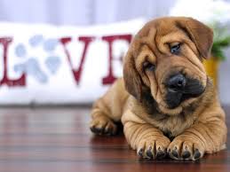 If you like what you see, be sure to inquire us today! Walrus Dog Male Brown 2251465 Petland Lewis Center