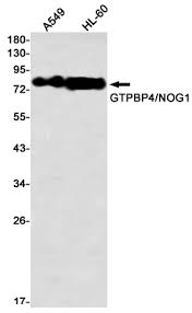 Dylight® 550 has amax = 562 nm, emax = 576 nm. Ngb Search Results Mybiosource