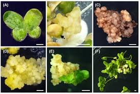 Image result for Lemna aequinoctialis