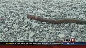 Irritability and waking up during the night. Asian Crazy Worm Found In Appleton Soil Youtube
