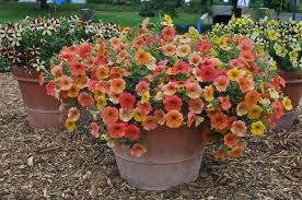 The flora of india is one of the richest in the world due to the wide range of climate, topology and habitat in the country. Petunia Cascadias Indian Summer Is A Staff Favorite New Flowers Open Yellow And Fade Through Peach Orange Sal Petunias Container Gardening Annual Flowers