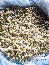 Cuci bersih tauge sebelum diolah. Cara Membuat Tauge Super Cara Membuat Tauge Hasil Panen 8 Kali Lipat Dengan Nutrisi Sumo Youtube Resep Bakmi Bangka Ini Gak Ribet Dan Pastinya Super Lezat Seperti Yang Biasa Kita