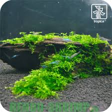 Christmas moss (xmas moss) is a classic and staple in the planted aquarium hobby! Moss Root Christmas Moss Rendo Shrimp Shop