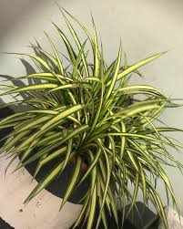 Image result for Pandanaceae