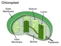 Maybe you would like to learn more about one of these? Could A Chloroplast Live On Its Own Quora