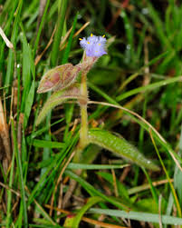 Image result for Cyanotis foecunda