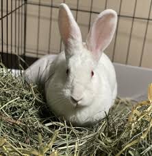 Hyla, new zealand, chinchilla, califonia, angora etc. Rabbits Available For Adoption