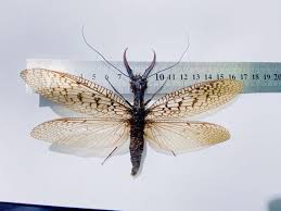 Image result for Hylebates cordatus