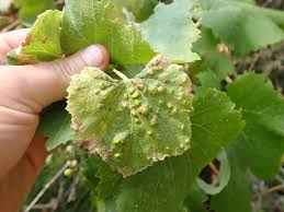 Image result for Colomerus vitis