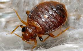 Live bugs or eggs may drop off while moving things educate yourself: Study Bed Bug Revenue