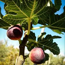 Retail gift cards that exceed $2,000 in value. Black Italian Fig For Sale Online The Tree Center