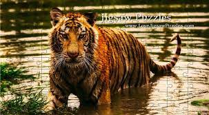 The tiger boasts orange fur with bold stripes. Jigsaw Puzzles Free Online Jigsaw Puzzles