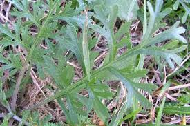 Image result for Lepidium bonariense