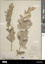 Image result for Rhynchosia elegans