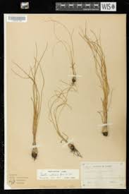 Image result for Isoetes alstonii