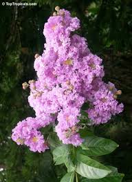 Image result for Lagerstroemia speciosa