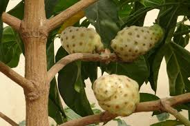 Noni Juice Impressive Benefits Of Noni Juice For Skin Hair Health Juice For Skin Noni Juice Noni Juice Benefits