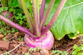 Turnip roots develop especially well in cool fall temperatures and become sweeter after a few light frosts. When To Harvest Turnips Diy