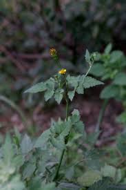 Image result for Bidens bipinnata