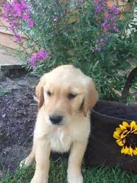 Golden retriever puppies virginia cheap. Litter Of 7 Golden Retriever Puppies For Sale In Farmville Va Adn 39550 On Puppyfinder Com Gender Golden Retriever Golden Retriever Litter Litter Of Puppies