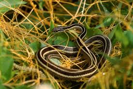 Eastern indigo snake (listed as threatened) mud snake: Snakes You Might Come Across In Alabama Which Ones Are Venomous