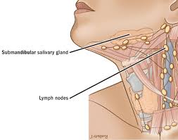 Located at the junction between the back of the head and neck. Primary Neck Cancer Anatomy
