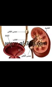 امراض الكلى والمسالك البولية امراض عجائب وطرائف الطبيعة عن النبات والحيوان والانسان Facebook