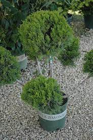 Maybe you would like to learn more about one of these? Mint Julep Juniper Pom Pom Calloway S Nursery