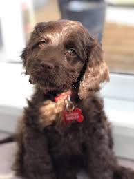 In the mean, while you may also visit our official facebook page for the latest postings of new puppies for adoption. Countryview Kennel 519 698 2784 Specializing In Cockapoo Labradoodle Puppies