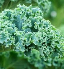 Image result for Brassica