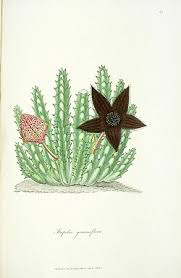 Image result for Tridentea marientalensis