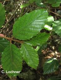 Image result for Curtisia dentata