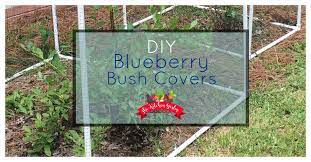 $4 diy plant supports 10. Easy Diy Blueberry Bush Covers The Kitchen Garten