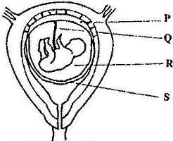 The Diagram Below Represents Human Foetus In A Uterus Your label list shall not change in the middle of processing a list of images. the diagram below represents human