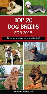 The Top 20 Most Popular Dog Breeds For 2020 Tiny Terrier Top Dog Breeds Popular Dog Breeds Family Dogs Breeds