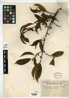 Image result for Garcinia huillensis