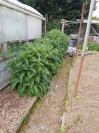 Check spelling or type a new query. Comfrey Needs A Trim Variety Is Bocking 14 Which Is Sterile And Unable To Become Invasive Such A Fantastic Plant To Make Your Own Liquid Plant Food From Or Add To Compost