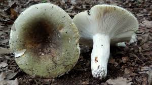 Image result for Russula polyphylla
