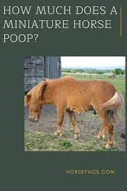 Pin On Miniature Horse