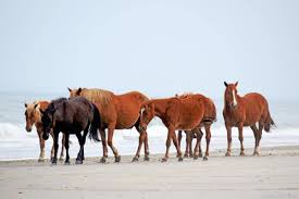 Our tours embark from corolla nc, the last outer banks outpost before the road ends into nothing but stretches of wide beach. You Need To See The Corolla Wild Horses In Currituck County