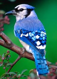 Birds That Look Like Blue Jays But Are Black Kingdom Animalia General Characteristics Classes And Roles Beautiful Bird Wallpaper Blue Jay Bird Most Beautiful Birds