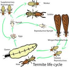 Found on local service sites such as home advisor. Termites Safehaven Pest Control