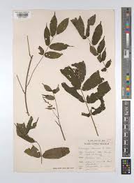 Image result for Antrocaryon