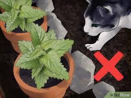 Its fragrance draws away insects such as aphids, beetles, ants, and cockroaches. How To Grow Catnip 11 Steps With Pictures Wikihow