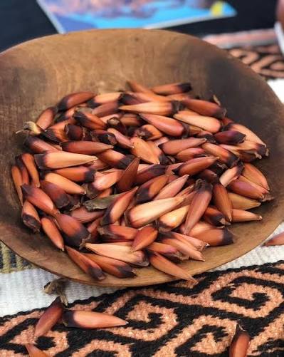 Semana Santa en Aluminé tiene sabor a Pehuén! Del 3 al 5 de abril, la localidad neuquina celebra la XVII Fiesta Nacional del Pehuén con destrezas criollas, artistas en vivo, emprendedores locales