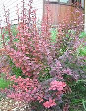 We did not find results for: Midwest Gardening Best Performing Shrubs