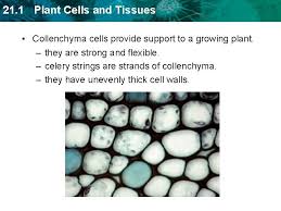 Maybe you would like to learn more about one of these? 21 1 Plant Cells And Tissues Key Concept